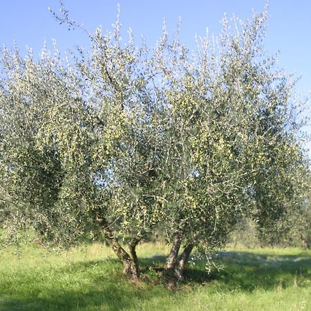 Hostal I Gelsi Figline Valdarno Exterior foto