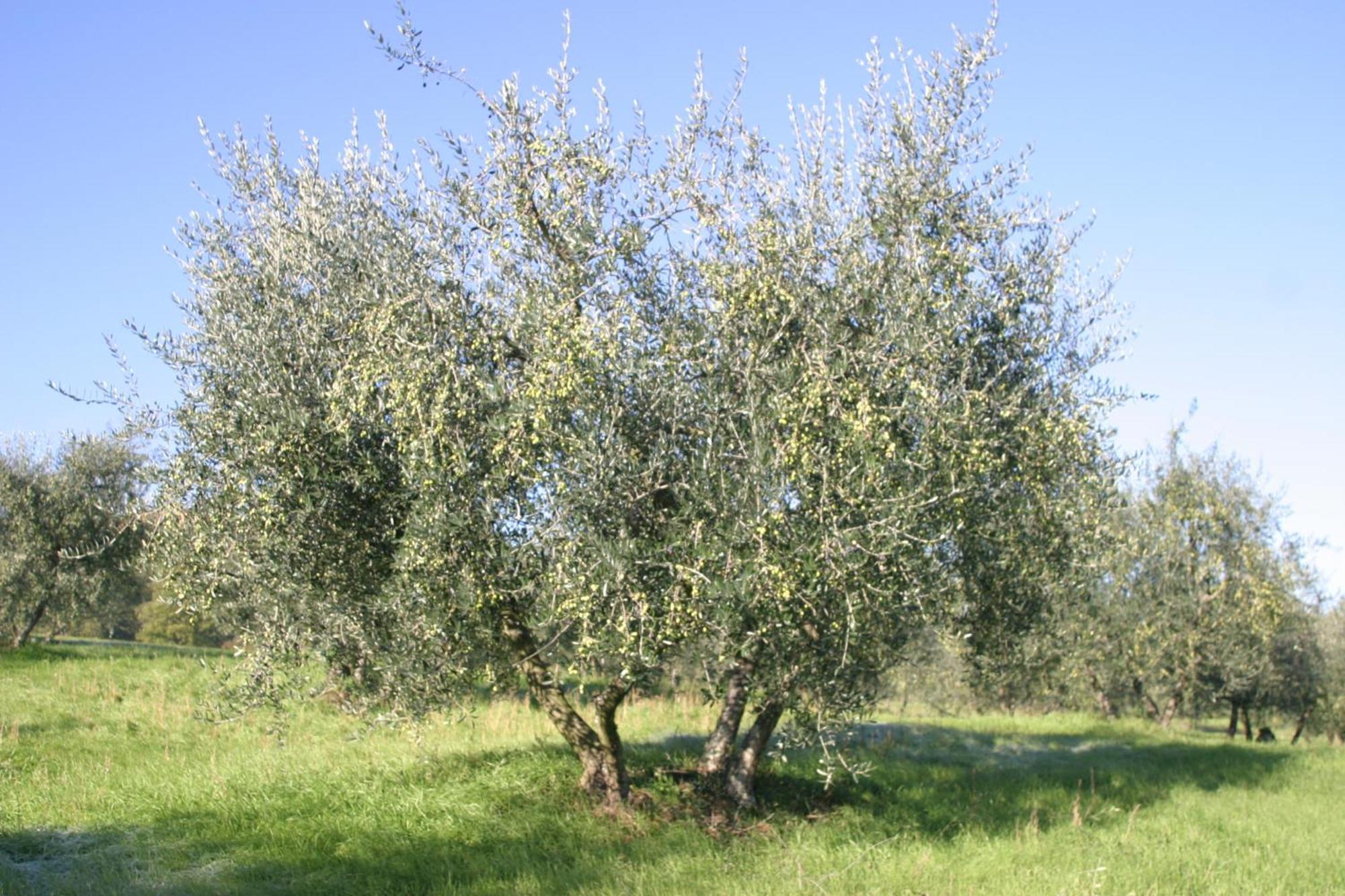 Hostal I Gelsi Figline Valdarno Exterior foto